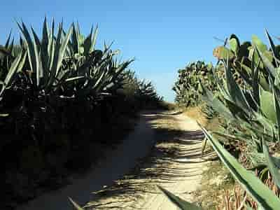 Agaves au bord de piste à Mezraya Djerba