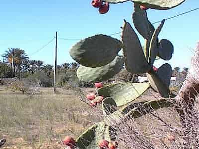 Figues de barbarie à Djerba