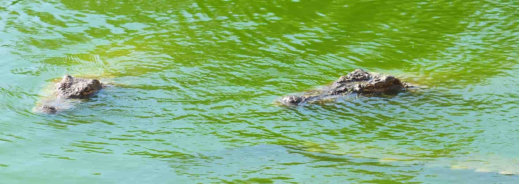 Djerba Explore Crocodile