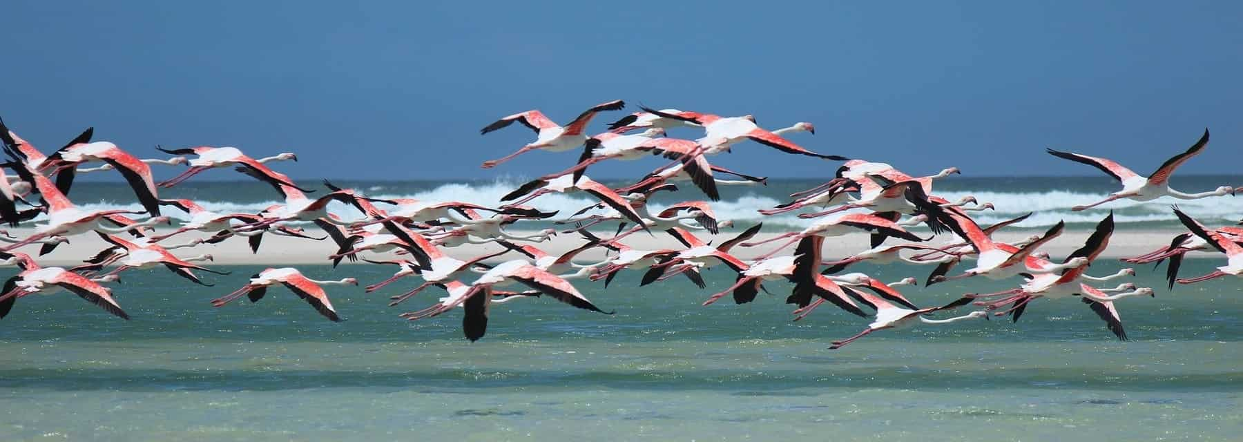 Flamingo birds